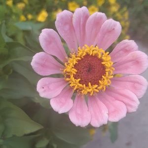 Meet your Posher, Lynanne